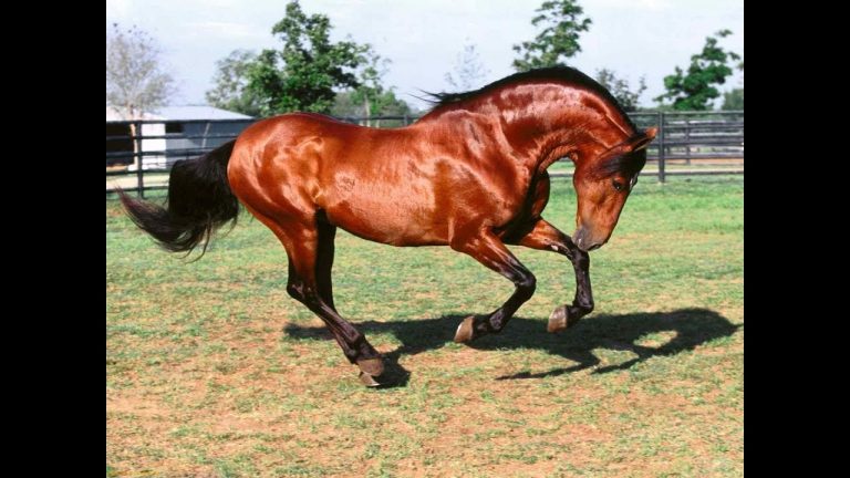 ¿cuántas líneas de caballos españoles hay?