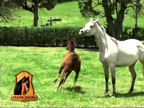 Establecimiento de cria de caballos